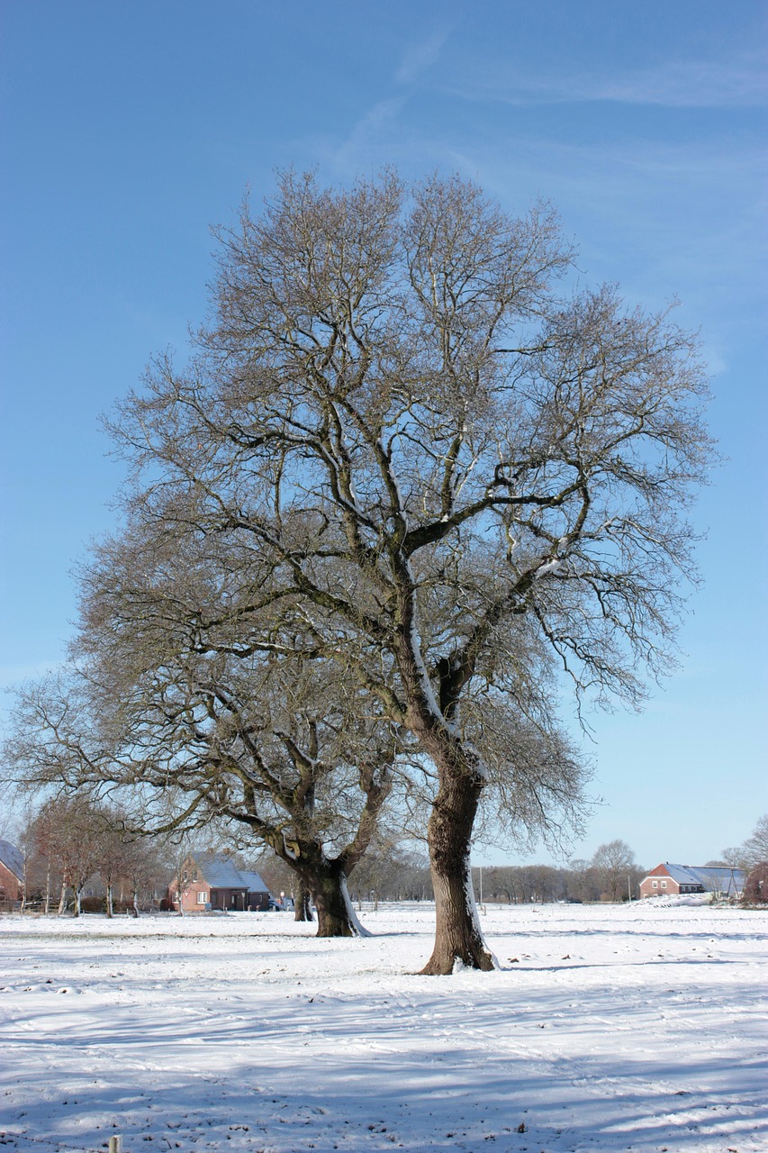 tree, snow, winter, sky, nature, landscape, uwe, tree, landscape, landscape, landscape, landscape, landscape